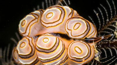 Sea slug with "donut" on its back causes shock