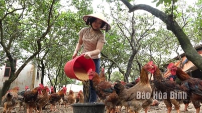 Giữ vững thương hiệu gà Lạc Thủy giữa thách thức thị trường