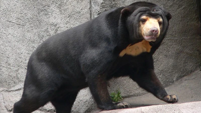What is special about the world's smallest bear in Vietnam?