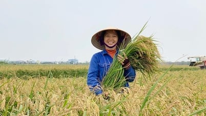 បង្កើតម៉ាកអង្ករវៀតណាមពីផលិតកម្មបៃតង និងនិរន្តរភាព