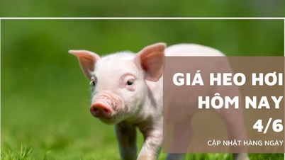 Prix ​​du porc aujourd'hui 4 juin : Le Nord a augmenté à nouveau à 70 000 VND/kg,...