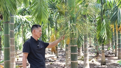 L'arbre « millionnaire » à Ea Tieu