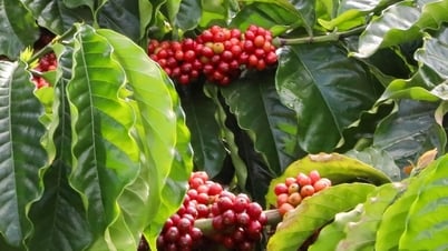 Precios de productos agrícolas al 4 de junio de 2025: Café y pimienta bajaron inesperadamente