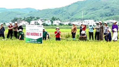 Văn Yên đánh giá hiệu quả mô hình giống lúa thuần Dự Hương 8