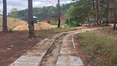 Đà Lạt: Xử lý đoạn đường bê tông trái phép băng qua rừng phòng hộ