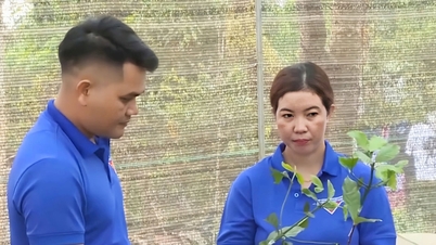 Thanh niên Đắk Nông làm giàu từ cây trồng "nhà làm được"