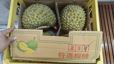 Traces de cadmium dans le durian, le ministère de l'Agriculture et de l'Environnement examine les importations d'engrais