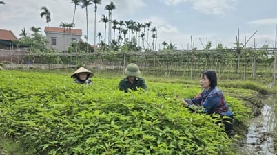 Los agricultores de Quang Yen son buenos en la producción y los negocios.