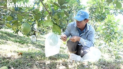 Chuyển đổi cơ cấu cây trồng, nhân rộng mô hình nông nghiệp sạch