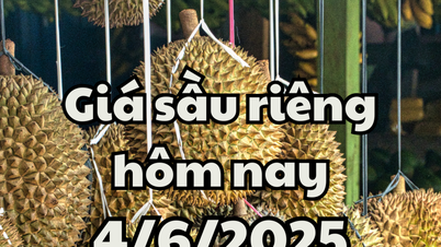 Durian price today June 4, 2025: China creates favorable conditions for Vietnamese durian