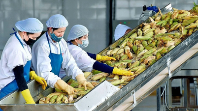 Kim ngạch xuất khẩu nông-lâm-thủy sản đạt hơn 28 tỷ USD trong 5 tháng đầu năm