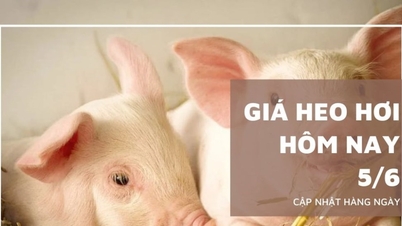 Giá heo hơi hôm nay 5/6: Cả nước đi ngang, miền Nam tiếp tục...