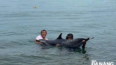 Giải cứu cá heo mắc cạn tại cảng Tiên Sa