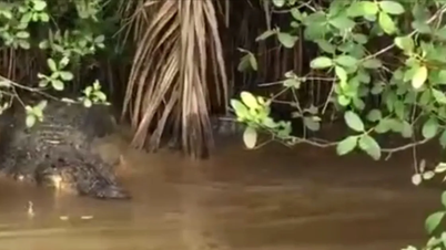 Un crocodile de près de 2 m de long a été retrouvé flottant dans le canal de Ben Tre.