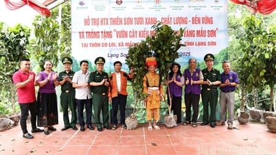 Trồng tặng vườn cây kiểu mẫu trà hoa vàng Mẫu Sơn