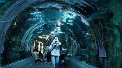 Lotte World Aquarium Hàn Quốc: Hành trình khám phá đại dương kỳ thú
