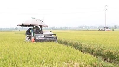 Die Reisanbaufläche der Nguyen Uy Agricultural Service Cooperative hat einen um 25 % höheren Wert als der von Massenreis.