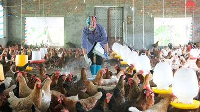 Over 4.4 billion VND to support environmental pollution reduction in livestock farming with biological products