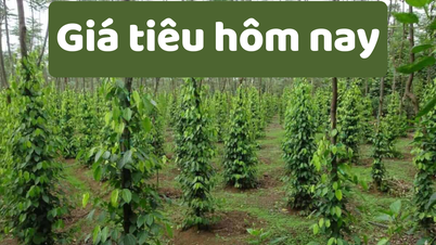 Giá tiêu hôm nay 4/6/2025: Giá tiêu Việt Nam xuất khẩu lại giảm sâu