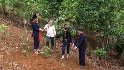 Văn Chấn có trên 450 ha măng sặt