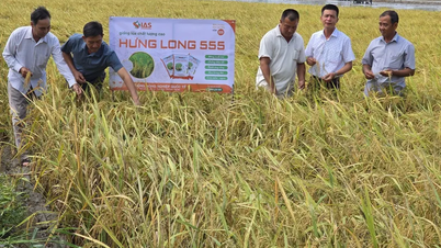 La variedad de arroz Hung Long 555 es muy apreciada.