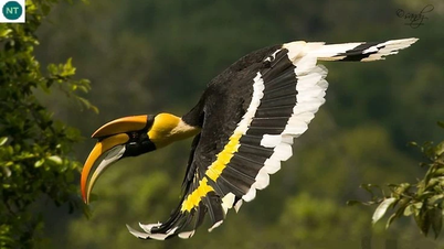 Admirez les espèces d'oiseaux les plus rares de la jungle vietnamienne