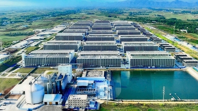 Đề xuất xây hai dự án 'chung cư 6 tầng' nuôi heo đầu tiên tại Việt Nam