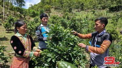 Ta Xua Tea - The quintessence of the highland forests