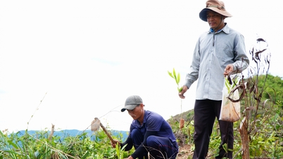 Sustainable forest development, creating livelihoods for people