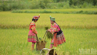 Rực rỡ mùa vàng vùng cao