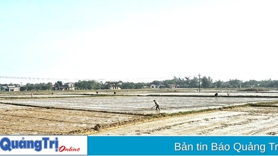 Proactively regulate water for summer-autumn crop