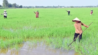 Vụ lúa hè - thu, xuống giống 458/5.122ha lúa chất lượng cao, phát thải thấp