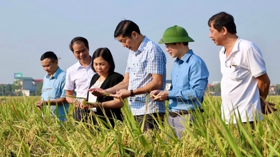 Hải Dương tăng diện tích gieo cấy trà lúa mùa sớm