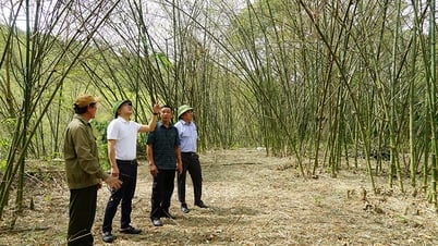 Châu chấu phá luồng, người dân mất mùa măng
