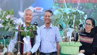 Sâm Ngọc Linh được công nhận là Di sản Văn hóa Phi vật thể Quốc gia