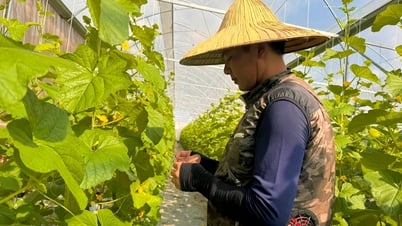 Les agriculteurs de Hai Duong reçoivent près de 24,5 milliards de VND d'aide pour construire des serres