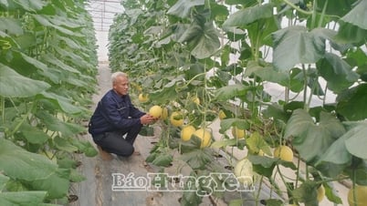 Los agricultores de la comuna de Tong Tran desarrollan una economía asociada a la construcción de nuevas áreas rurales modelo.