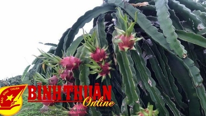 Giới thiệu công nghệ, thiết bị cho sản xuất, chế biến