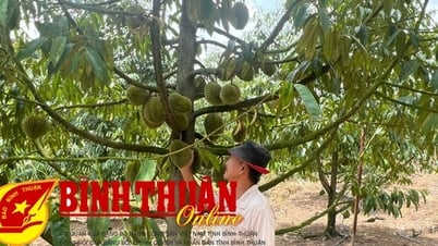 Terre de « fruits d'or »