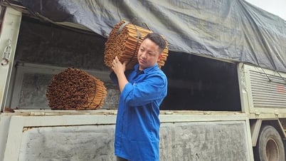 Đi lên từ cây quế