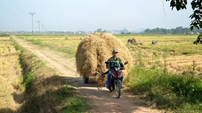 Nhà nông Nghệ An ra đồng gom trữ 'lương khô' cho vật nuôi