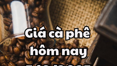 Giá cà phê hôm nay 5/6/2025 thị trường giảm xuống đáy mới