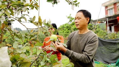 Quang Bình nhân lên những mảnh vườn xanh
