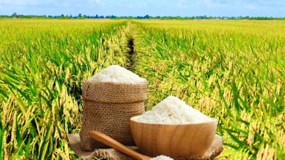 Giá lúa gạo hôm nay ngày 5/6: Lúa quay đầu tăng mạnh