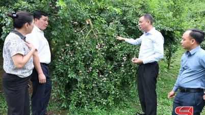 Giá mận Phiêng Khoài tiếp tục ổn định