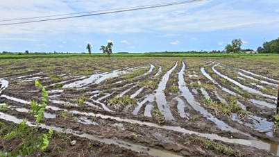 Thu hoạch khoai mì sớm “chạy” mưa