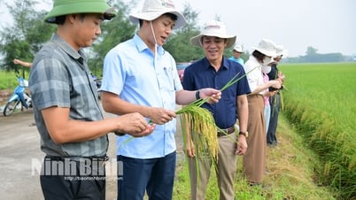 تقييم نموذج العرض التوضيحي لصنف الأرز Ngoc Nuong 9