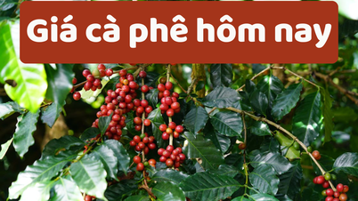 Giá cà phê hôm nay 5/6/2025: Giảm mạnh do nguồn cung dồi dào