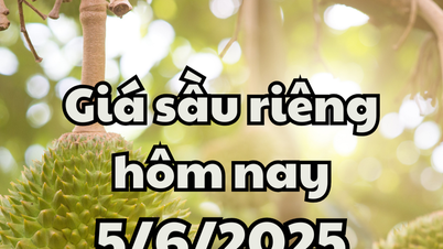 Giá sầu riêng hôm nay 5/6/2025: Sầu riêng Musang King tăng mạnh, sầu riêng Thái giữ mức cao