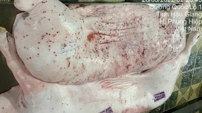 Nueva información sobre la cuarentena incorrecta de productos porcinos enfermos de la Sociedad Anónima de Vietnam